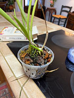 Yellow Bird Repotted