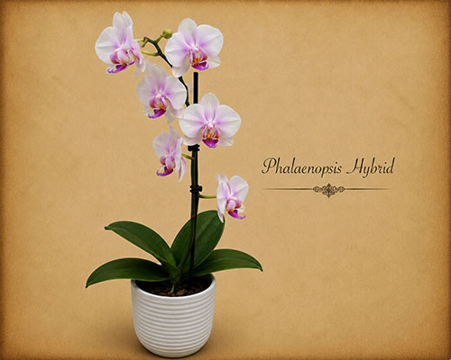 Phalaenopsis sp.