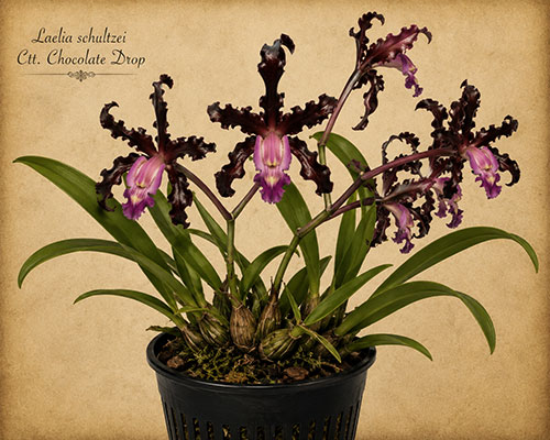 Laelia schultzei  Ctt. Chocolate Drop