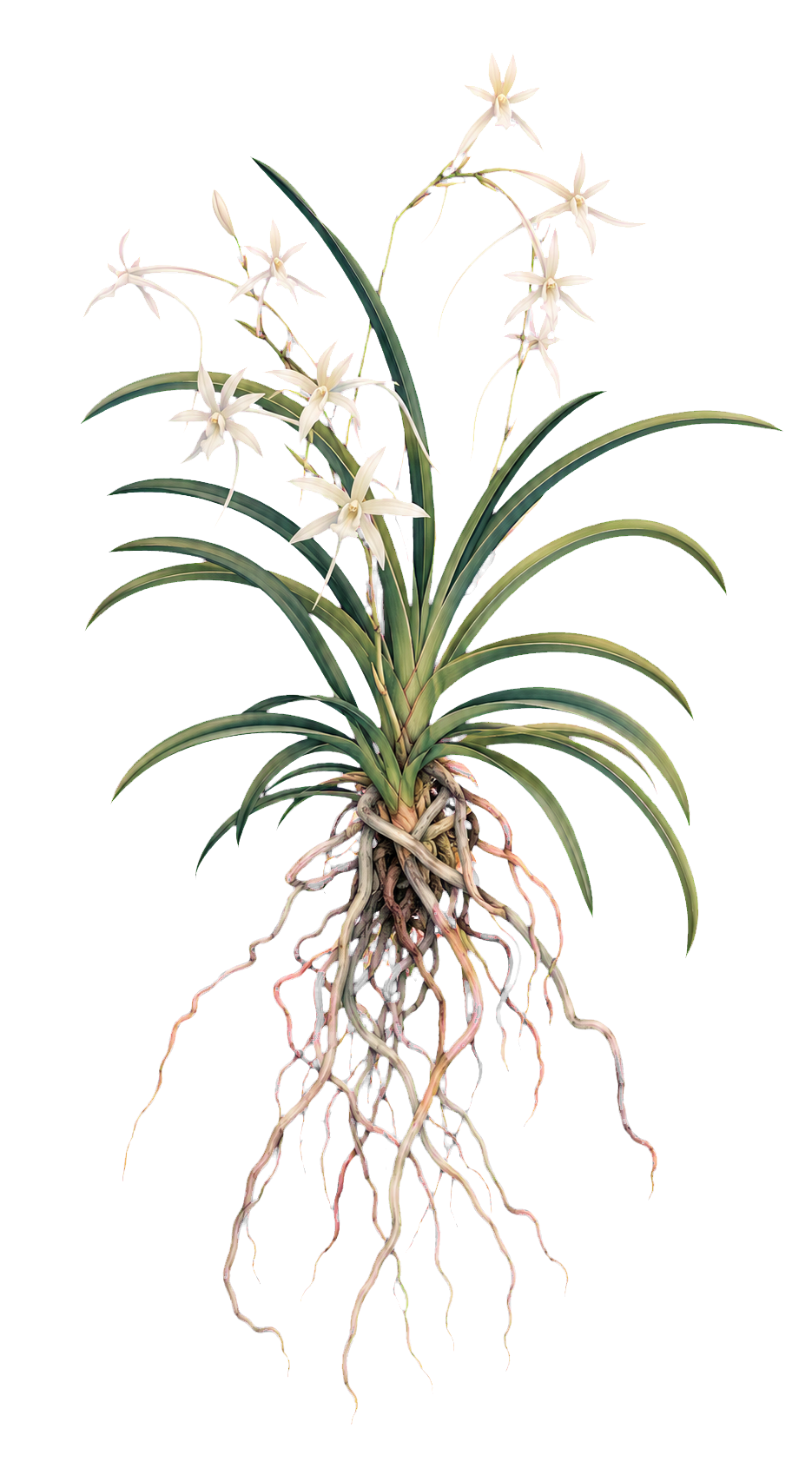 A flowering Neofinetia falcata orchid with long leaves and exposed roots