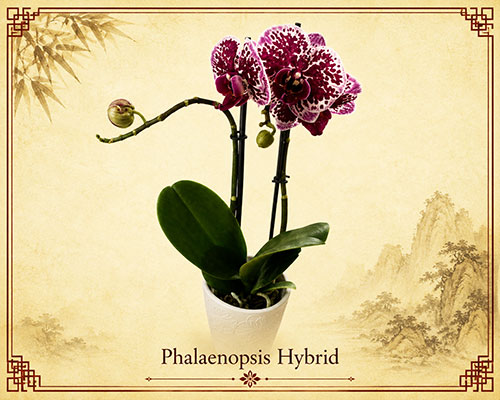 Phalaenopsis Sp.
