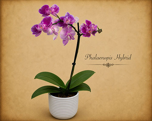 Phalaenopsis Sp.
