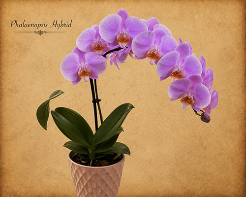 Phalaenopsis Sp.