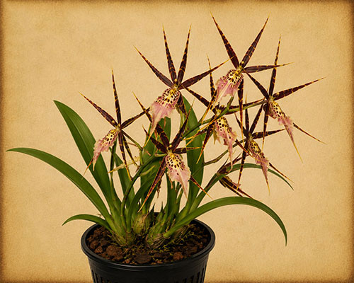 Brassidium Golden Gamine 'White Knitht'(?)