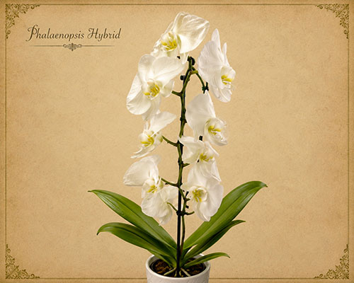 Phalaenopsis Sp.