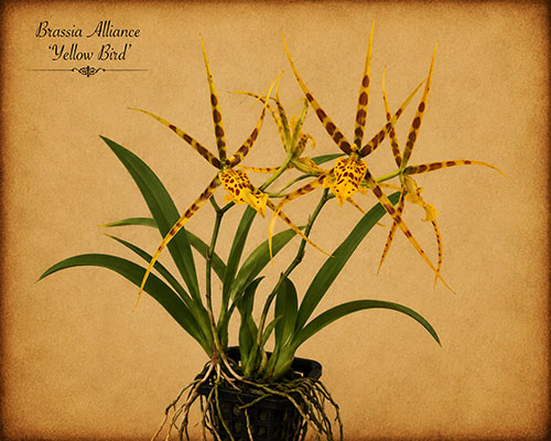 Brassia-alliance flowers
